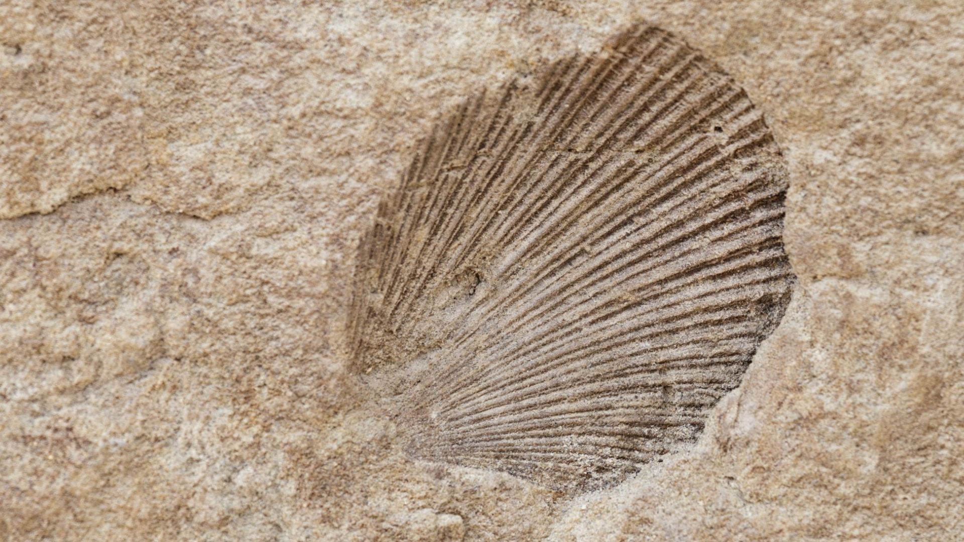 Fossili: testimoni del passato