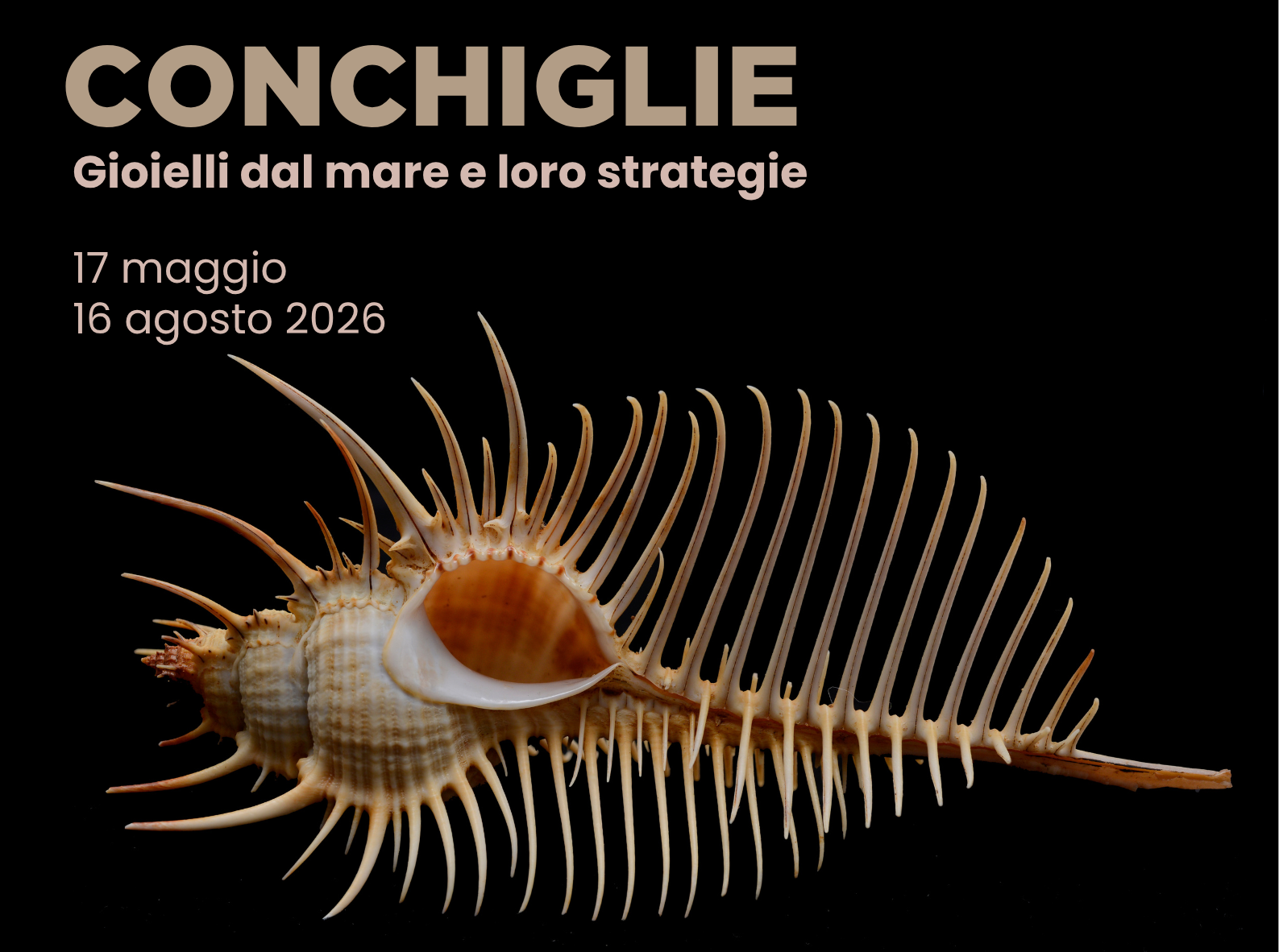 Conchiglie. Gioielli dal mare e loro strategie